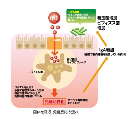 光岡知足先生 インタビュー第1弾 | インタビュー | 健康文化を ...